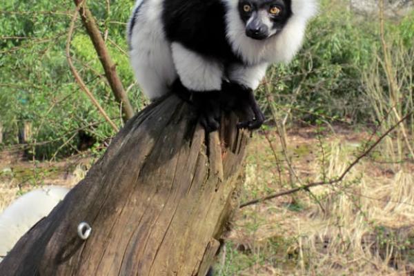 Apenheul Primate Park