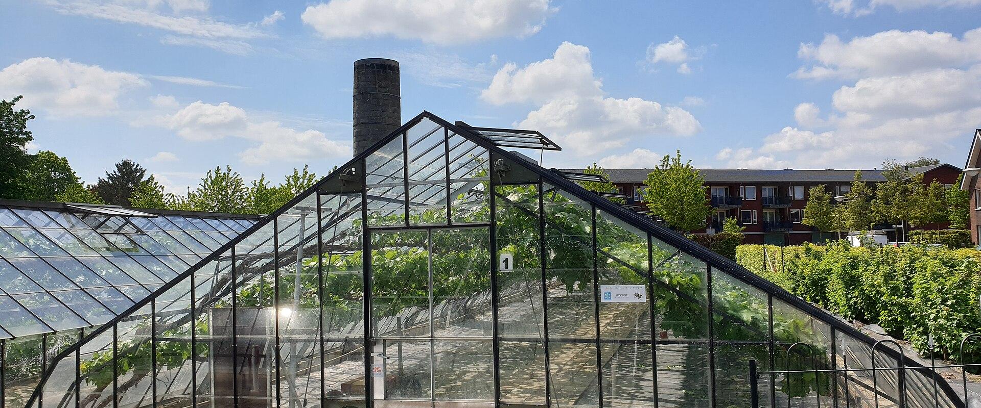 Grape greenhouse at Tuinbouwmuseum Mea Vota, Huissen