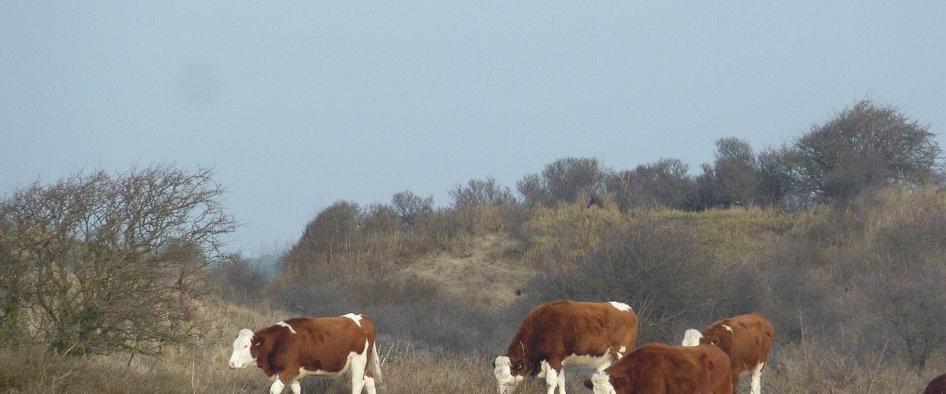 Cattle grazing in the Zandvoort dunes