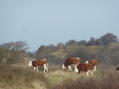 Cattle grazing in the Zandvoort dunes