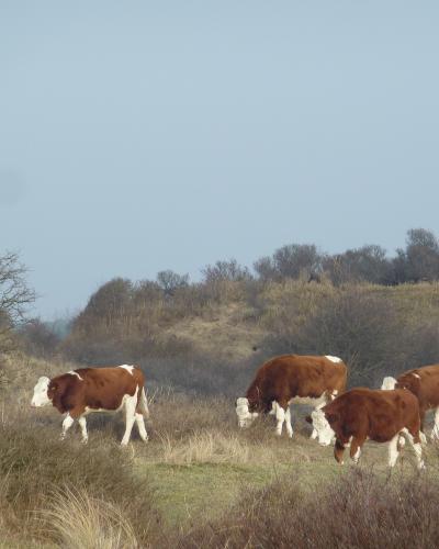 Cattle grazing in the Zandvoort dunes