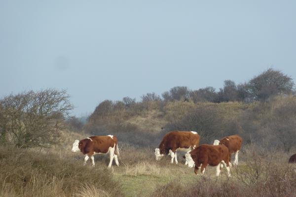 Dune Landscape (Zandvoortse Duinen)