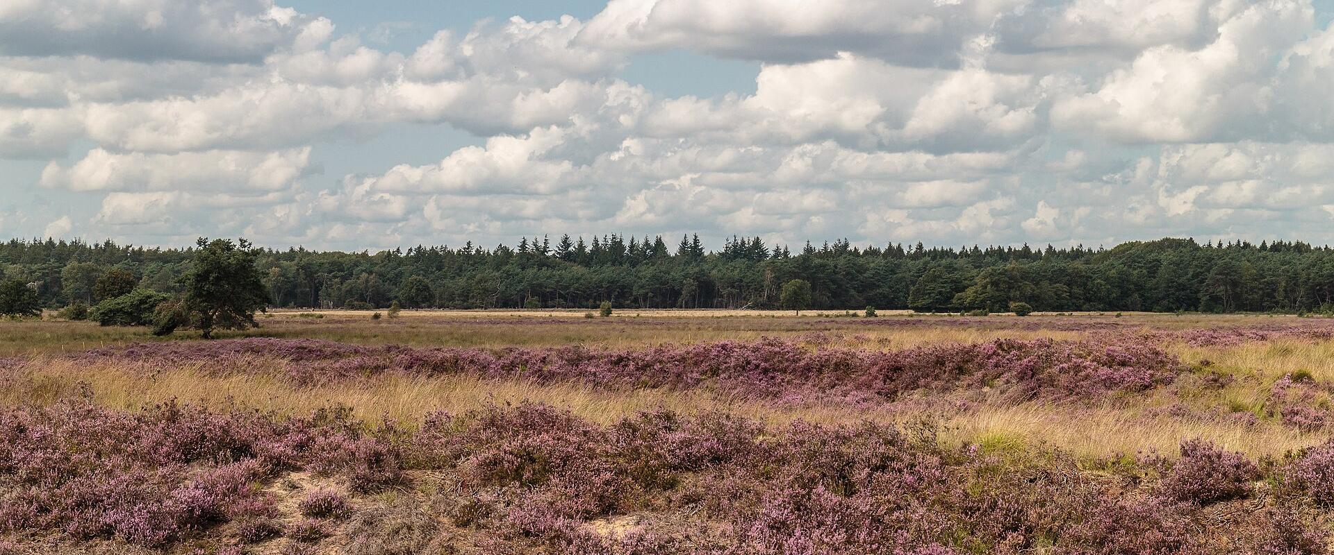 Purple flowering heather on the open heathland of Dwingelderveld National Park
