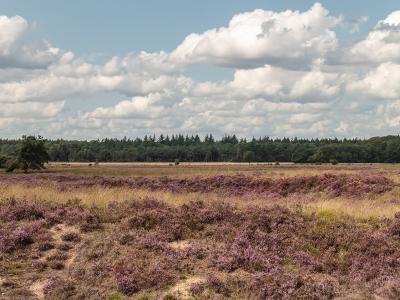Purple flowering heather on the open heathland of Dwingelderveld National Park