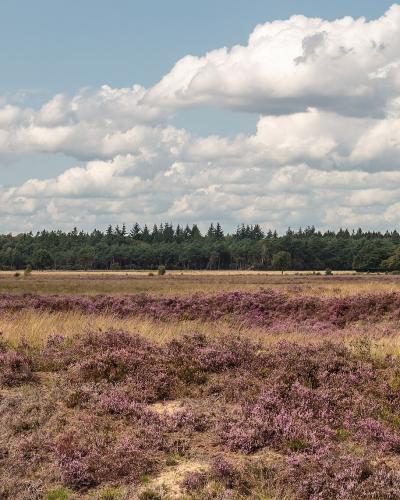 Purple flowering heather on the open heathland of Dwingelderveld National Park