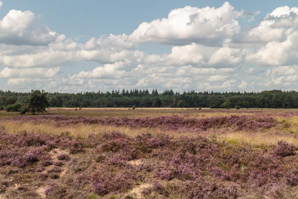 Dwingelderveld National Park