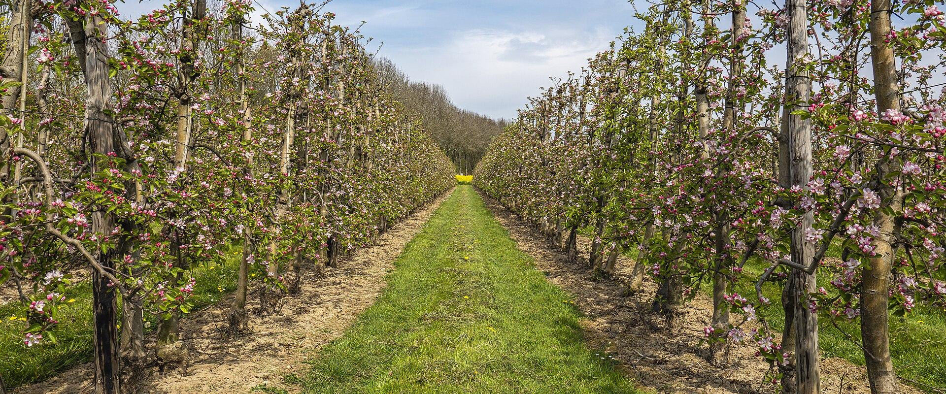 Neder-Betuwe