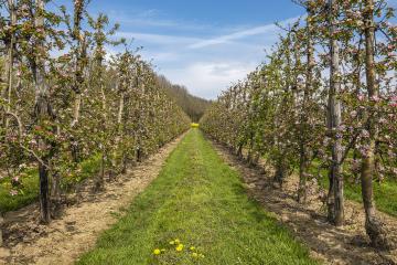 Neder-Betuwe