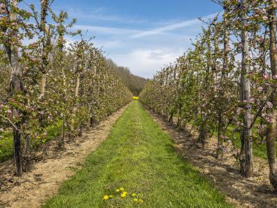 Neder-Betuwe