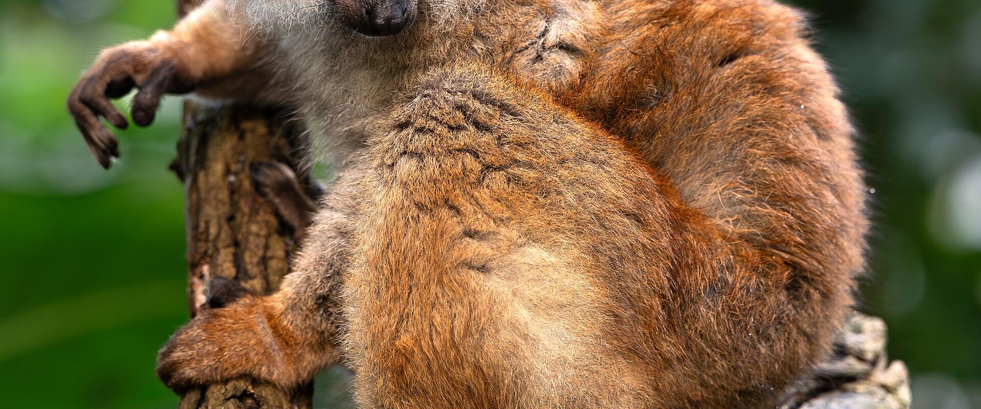 Wildlands Adventure Zoo Emmen