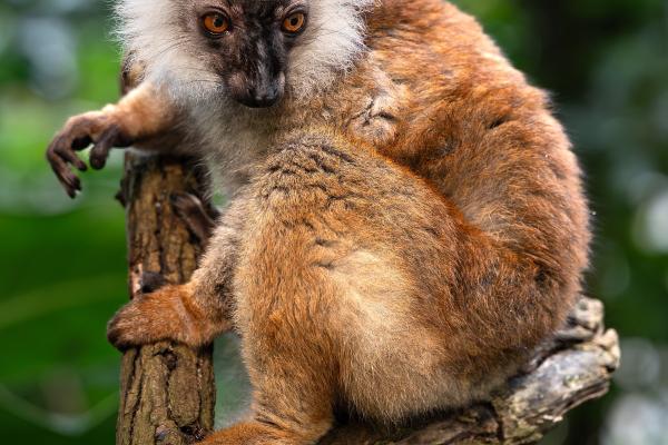 Wildlands Adventure Zoo Emmen