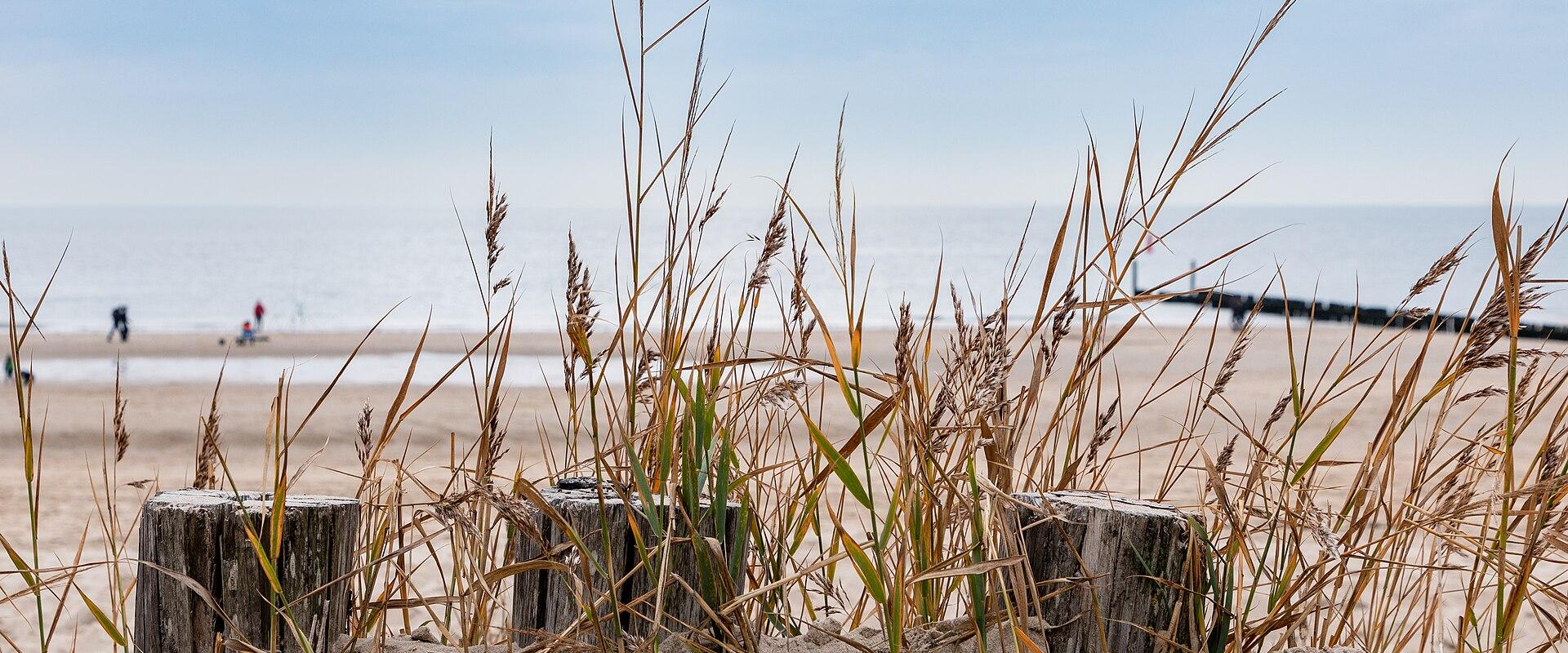 A row of weathered wooden groynes (buhnen) covered in green algae and barnacles stands in the wet sand of a beach, with dunes and a few distant figures visible in the background.