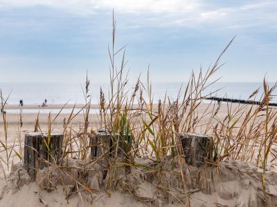 A row of weathered wooden groynes (buhnen) covered in green algae and barnacles stands in the wet sand of a beach, with dunes and a few distant figures visible in the background.