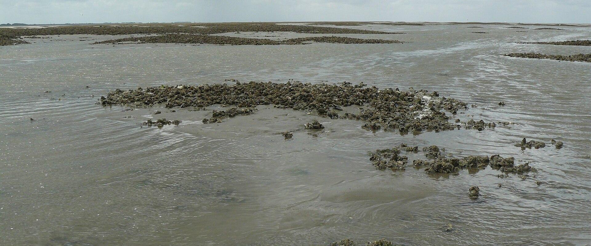 Het Wad