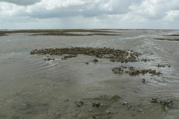 Het Wad