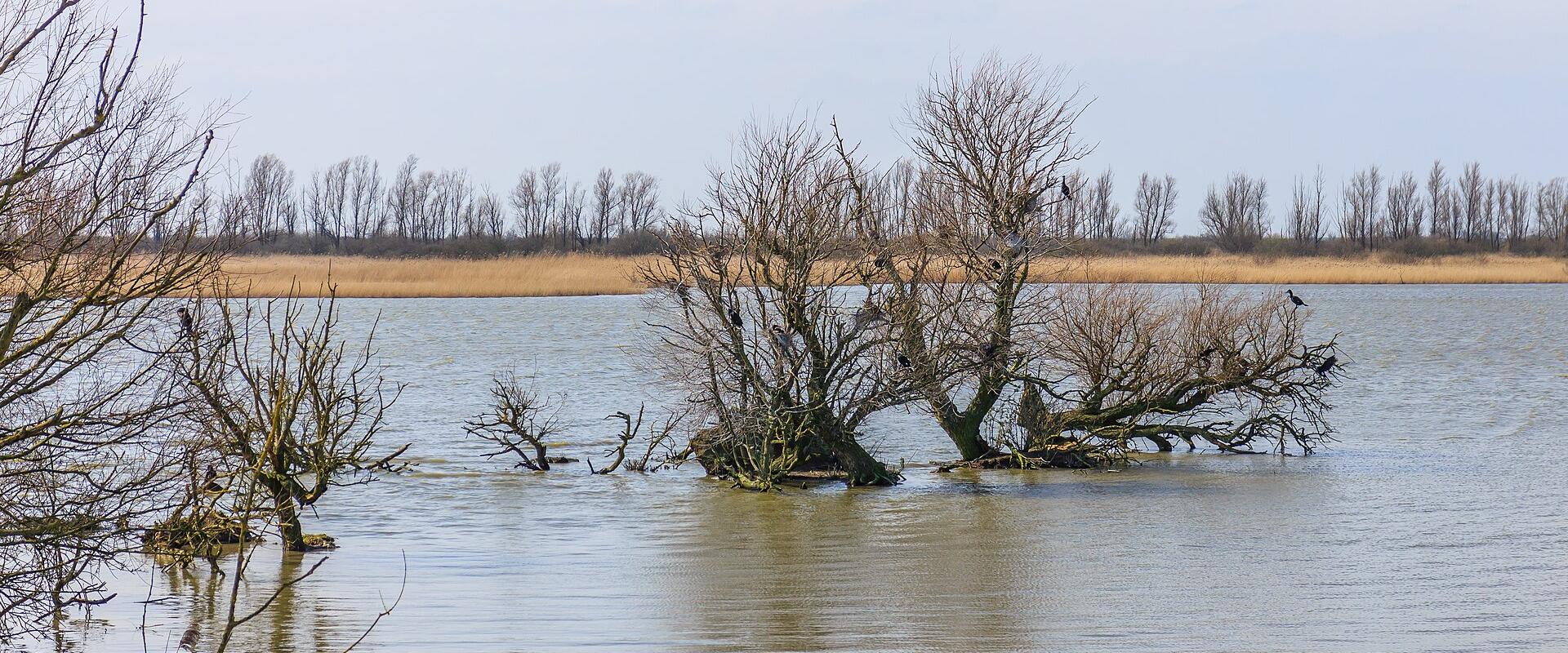 Flooded willows in the Oostvaardersplassen wetland