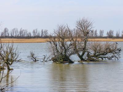 Flooded willows in the Oostvaardersplassen wetland