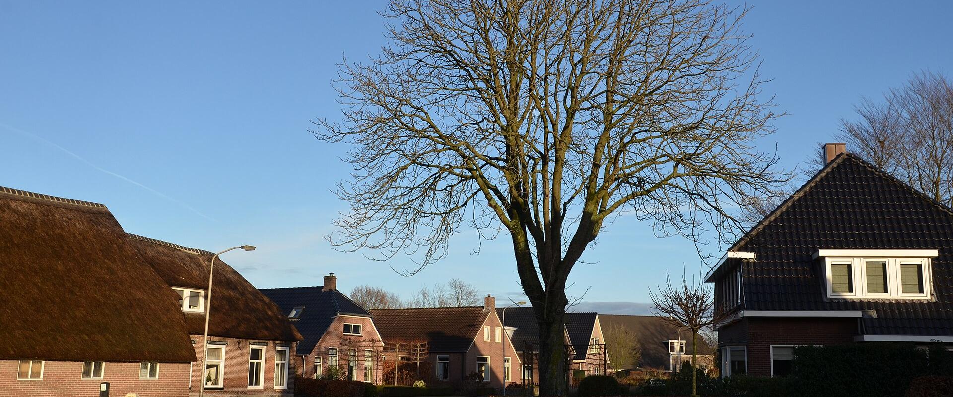A village street under a great tree in Grolloo, Drenthe