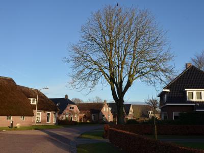 A village street under a great tree in Grolloo, Drenthe