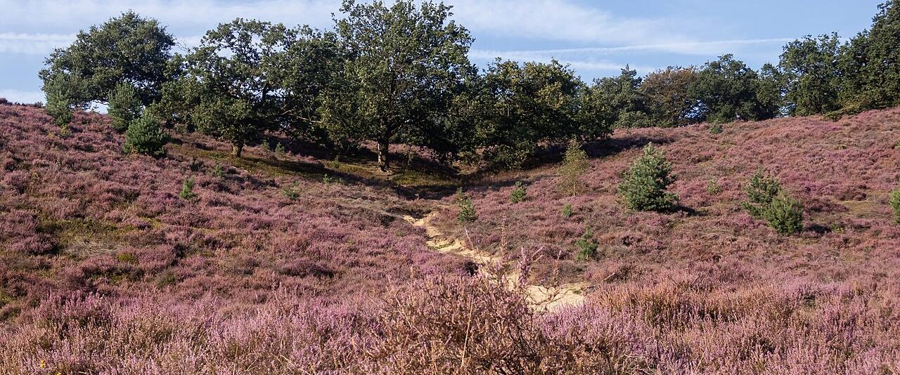 Purple heather in flower on the Posbank heath in the Veluwezoom