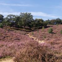 Purple heather in flower on the Posbank heath in the Veluwezoom