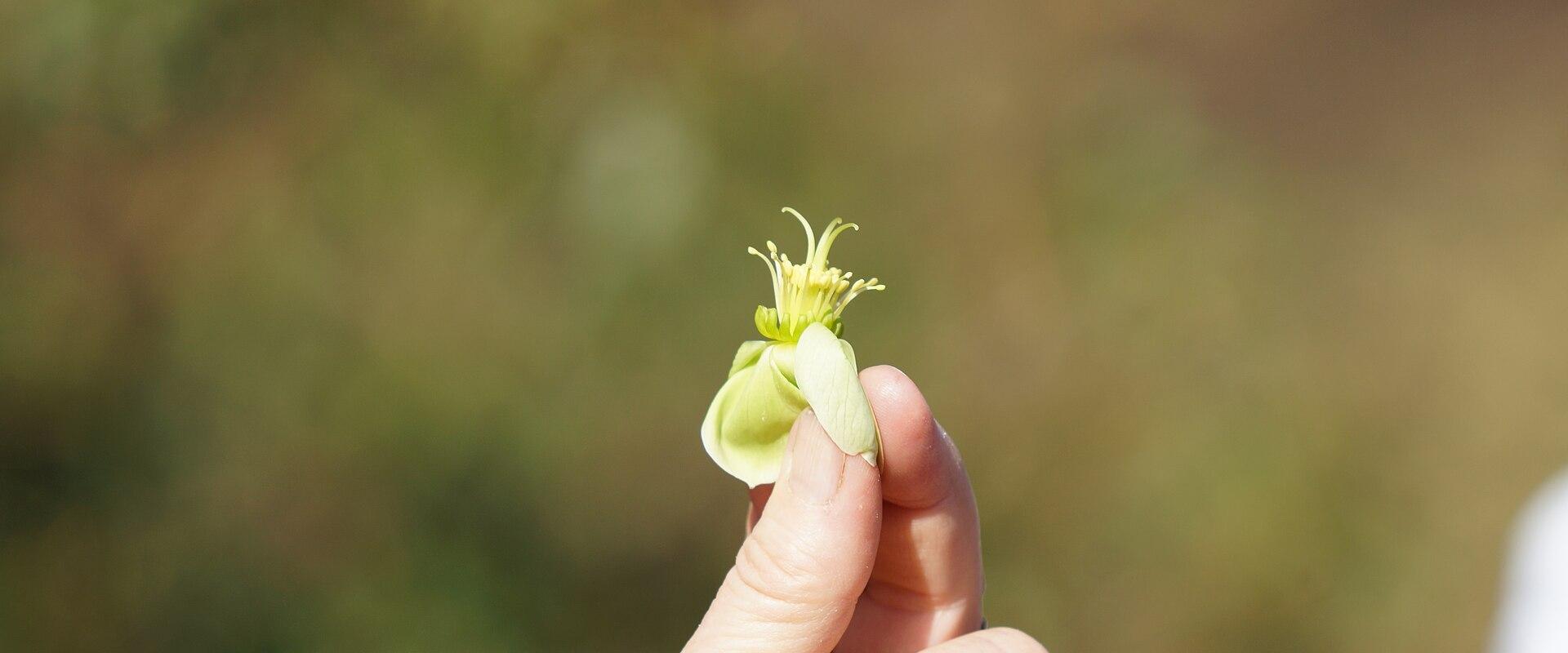 Leiden’s Botanical Gardens Guide