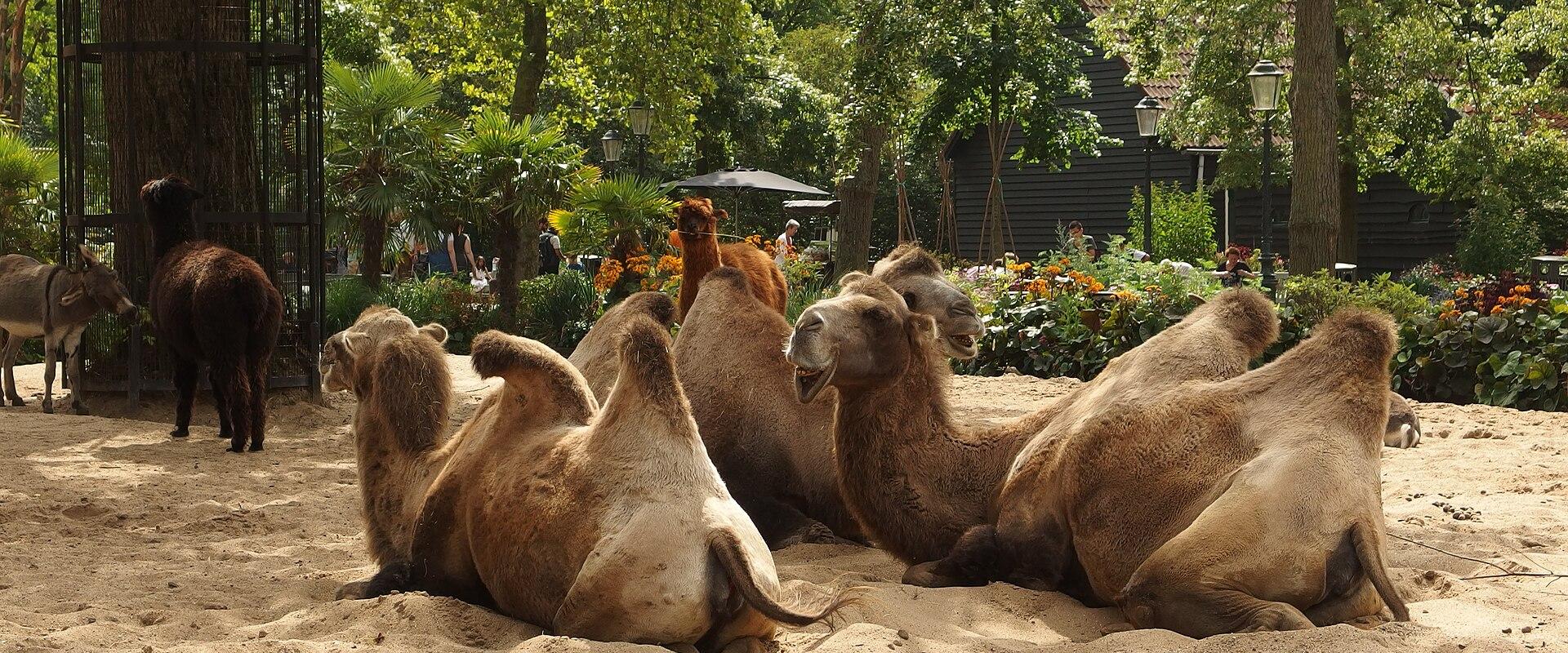 Camels resting under the old trees of Artis Royal Zoo, Amsterdam