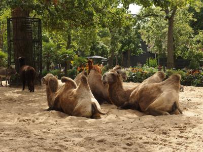 Camels resting under the old trees of Artis Royal Zoo, Amsterdam