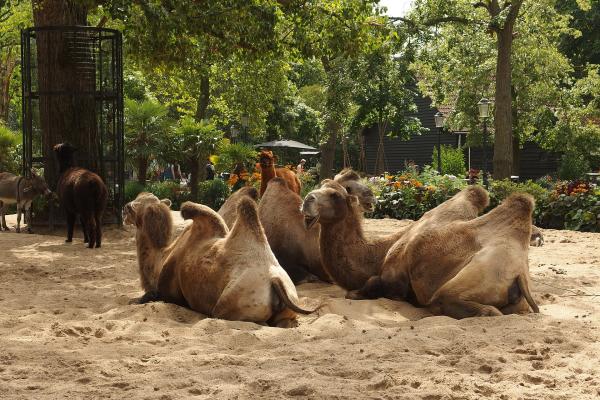 Artis Royal Zoo