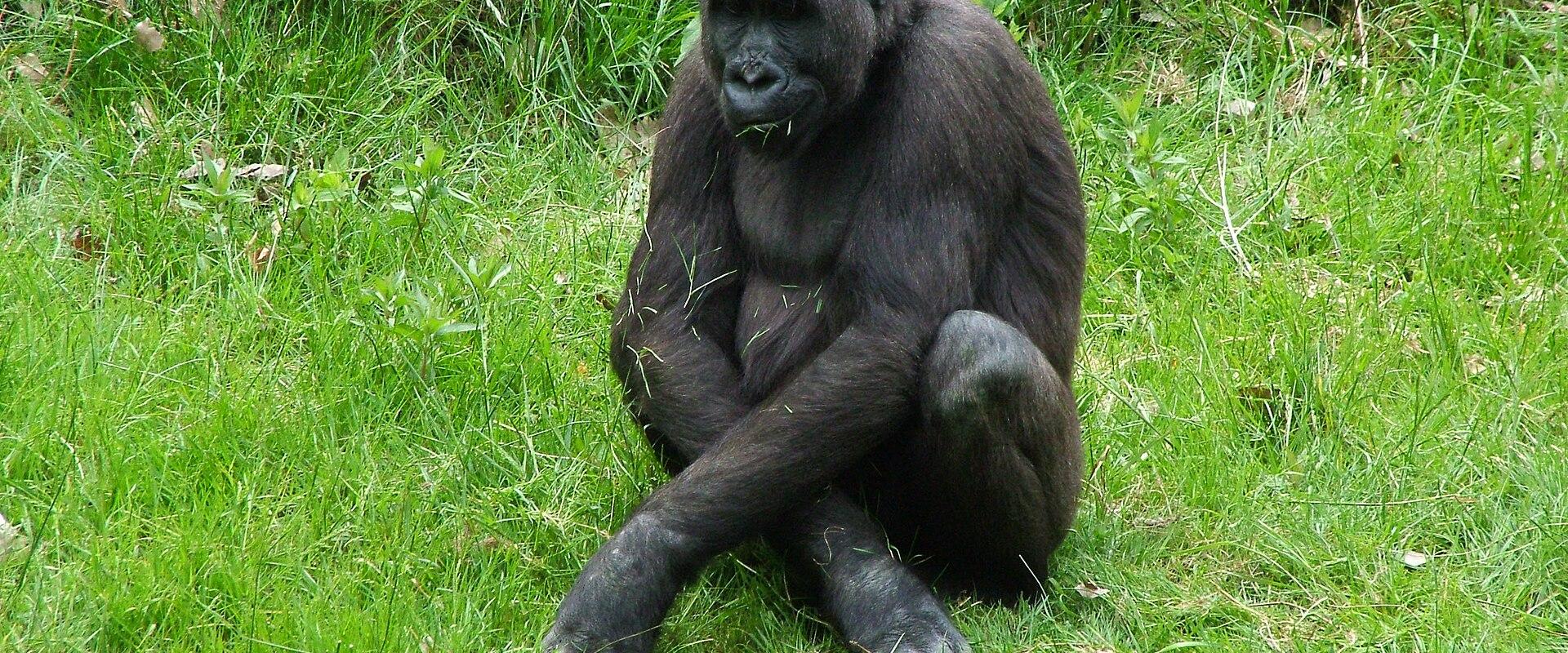 Apenheul Zoo on a Budget