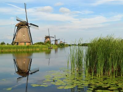 A Kinderdijk windmill reflected among the reeds