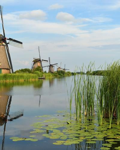 A Kinderdijk windmill reflected among the reeds