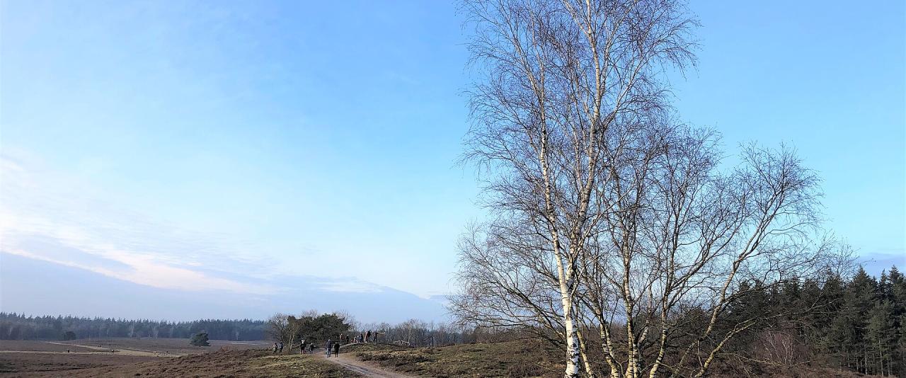 1. A dirt path winds through a heathland landscape with bare birch trees in the foreground and distant forest under a clear blue sky; no signage or text is visible.