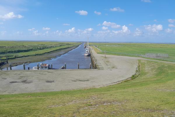 Salt marshes