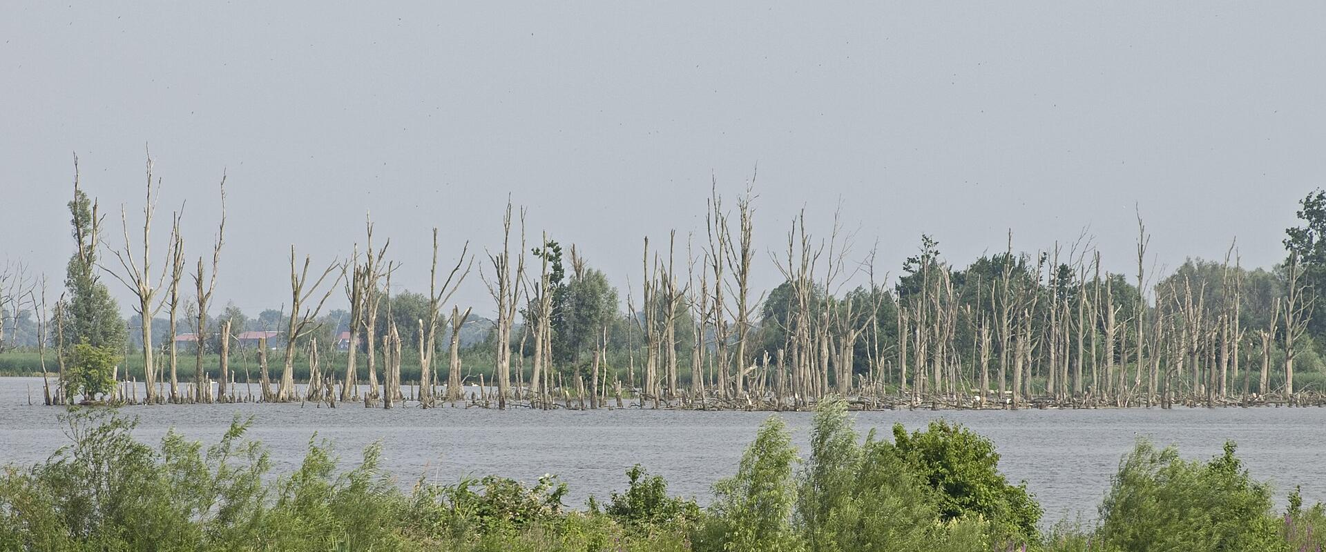 De Biesbosch National Park (Nearby)
