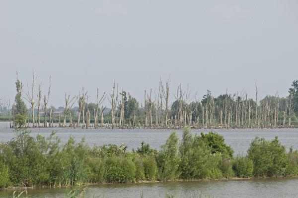 De Biesbosch National Park (Nearby)