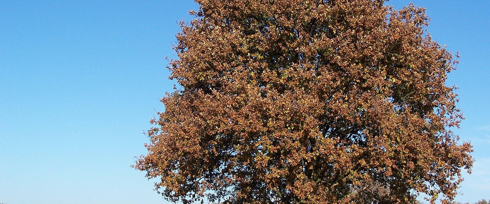 An oak on the heath of the Buurserzand