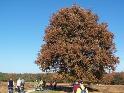 An oak on the heath of the Buurserzand
