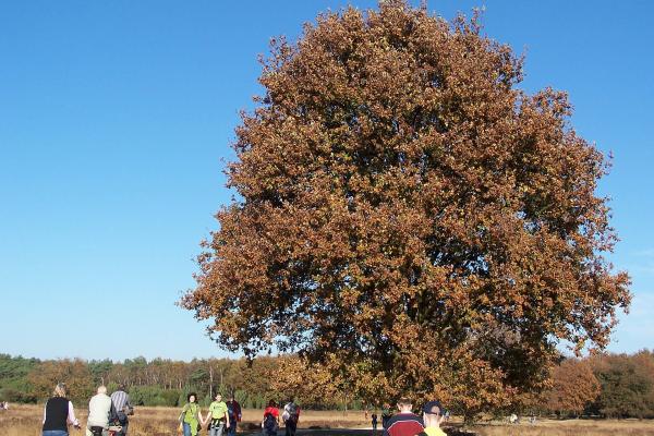 Buurserzand Heathland