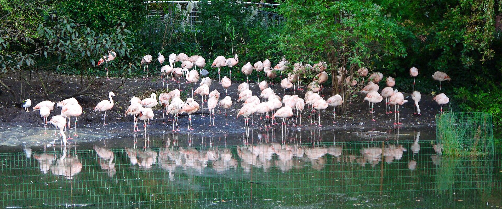 The flamingo pond at Artis zoo, Amsterdam