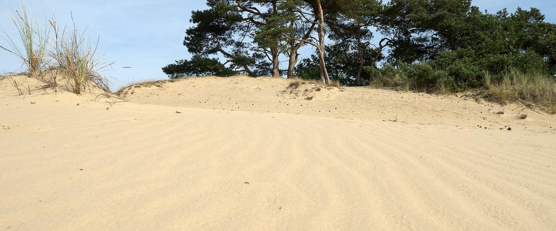 Scots pines on the sand dunes of Kootwijkerzand