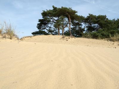 Scots pines on the sand dunes of Kootwijkerzand