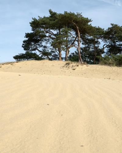 Scots pines on the sand dunes of Kootwijkerzand