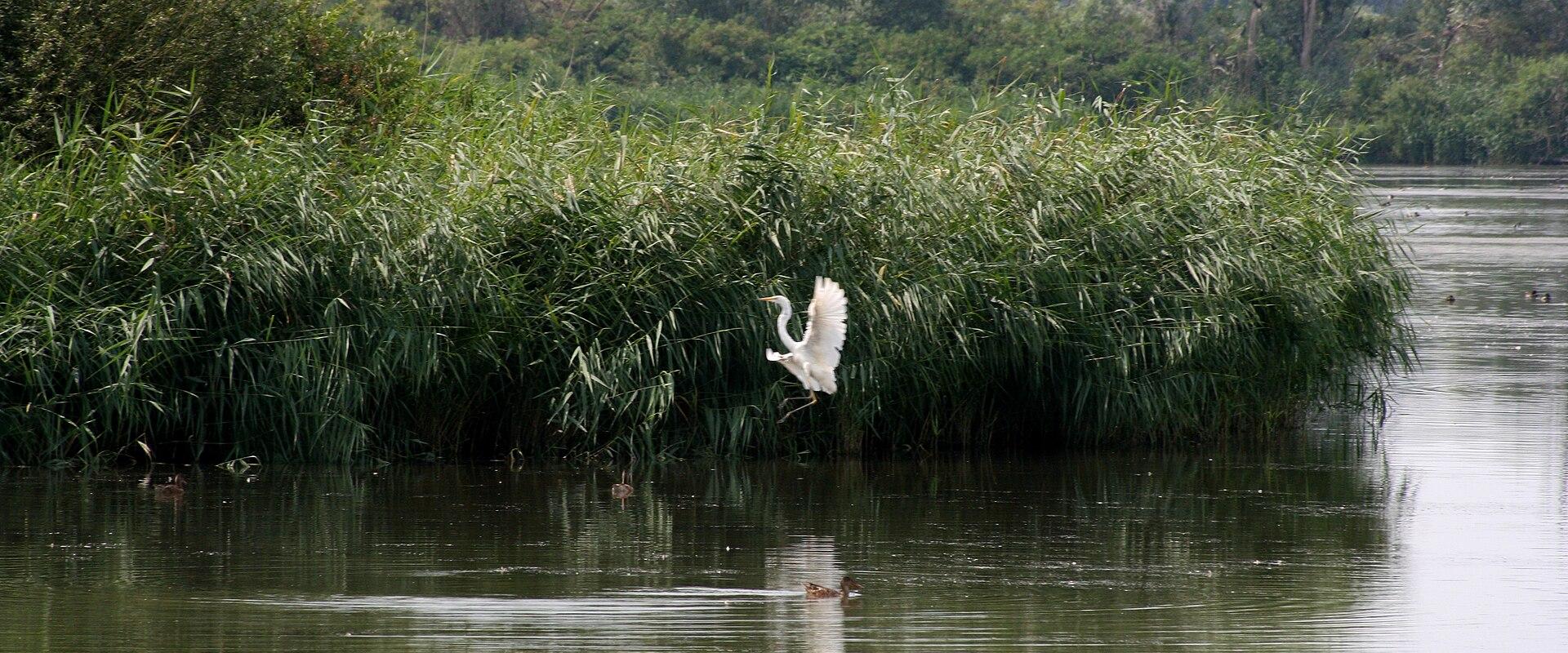 Lepelaarplassen