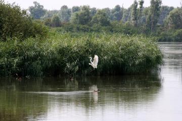 Lepelaarplassen