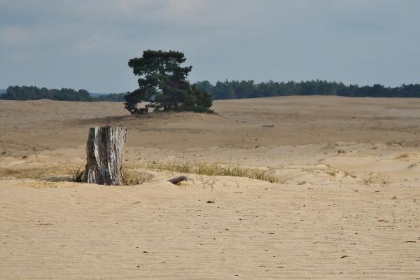 National Park De Hoge Veluwe