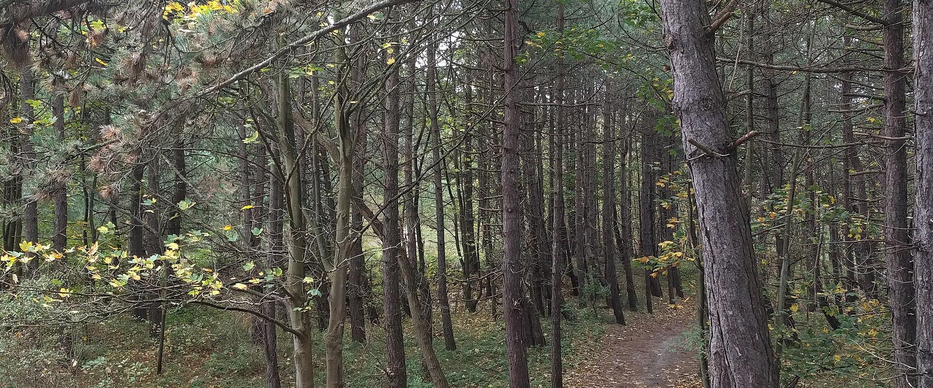 A path through the pine-covered dunes at Noordwijk