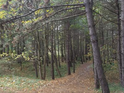 A path through the pine-covered dunes at Noordwijk