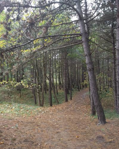A path through the pine-covered dunes at Noordwijk