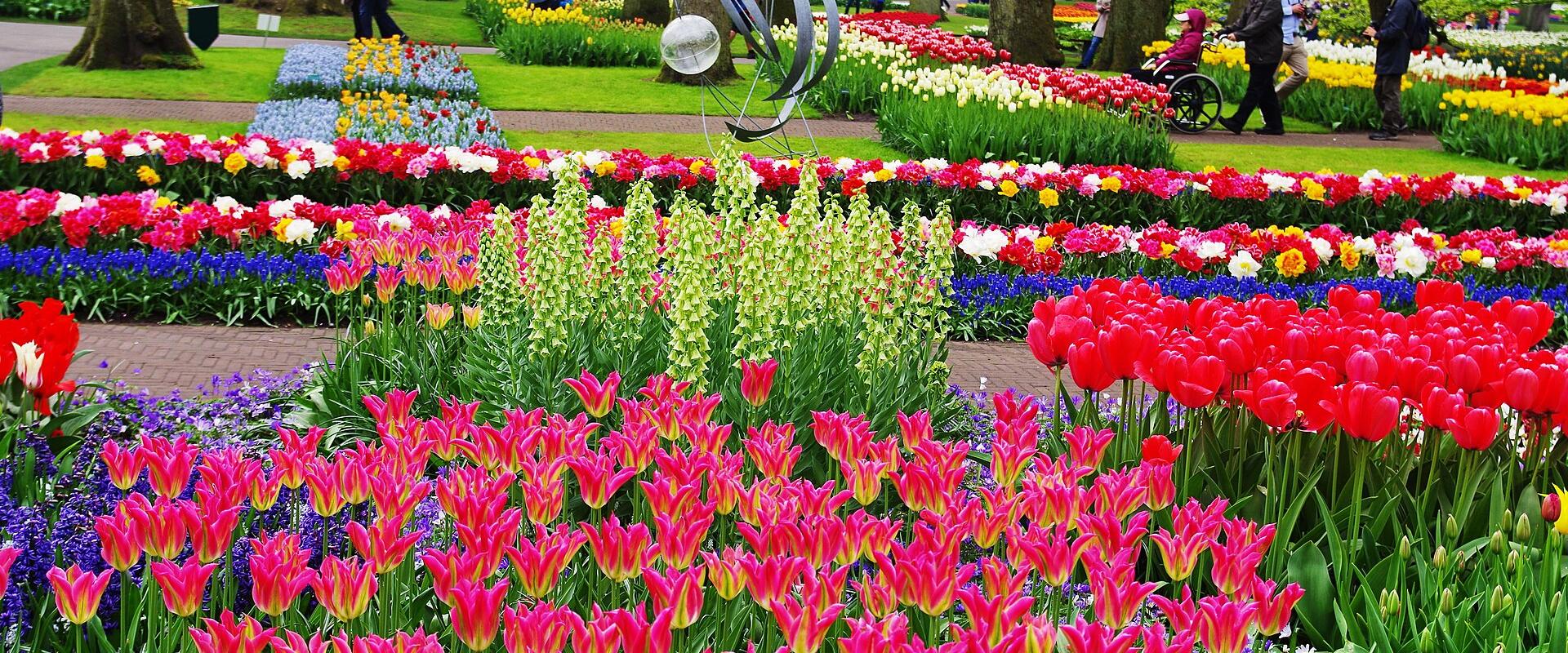 Beds of red, pink and white tulips among the trees at Keukenhof gardens in Lisse
